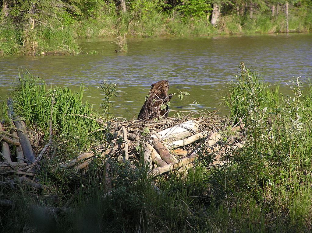 American beaver guarding its pond near Chena Hot Springs, Alaska