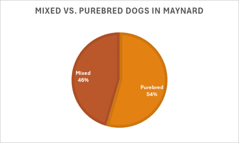 Percentage of mixed breed versus purebred dogs in Maynard households
