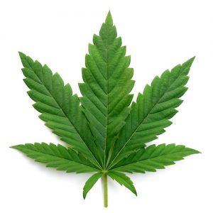 Cannabis leaf